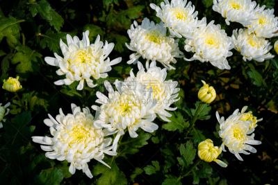 绿色,菊花,叶子,花蕾,白色,花坛,园林,背景,花,串