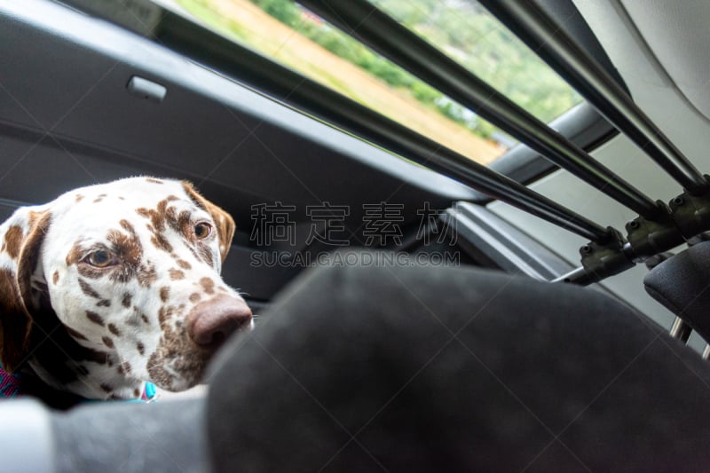 可爱的,汽车,狗,大麦町,褐色,注视镜头,象鼻,纯种犬