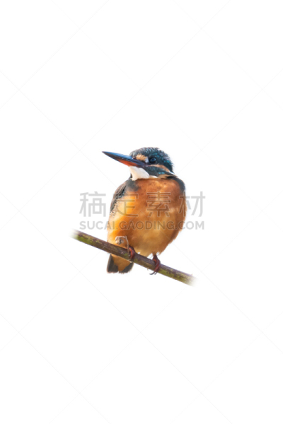 翠鸟,多色的,白色背景,分离着色,捕猎行为,可爱的,热带气候,野生动物,环境,泰国