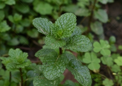 薄荷
