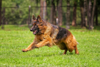 草,德国牧羊犬,玩具,长发,跑