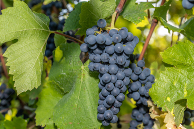 Red wine grape blue Late Burgundy