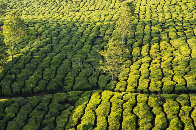 印度,自然美,茶树,大吉岭,孟加拉邦,居住区,绿色,非凡的,成年子女,日落