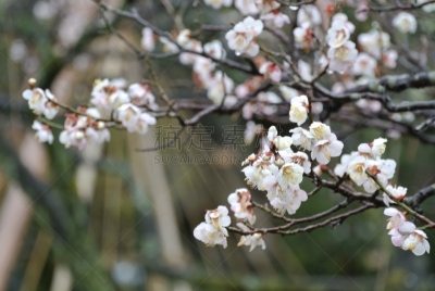 金泽,梅花,国际著名景点,寒冷,清新,彩色背景,景观设计,自然美,梅子,春天