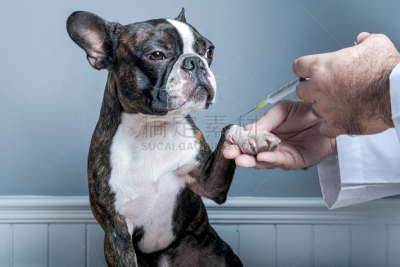 狗,波士顿猎犬,兽医,注射器,抗寄生虫药,前面,动物研究,纯种犬