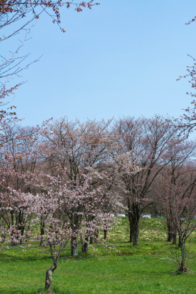 公园,春天,樱桃树,草坪,东川镇,舒服,植物,背景,户外,天空