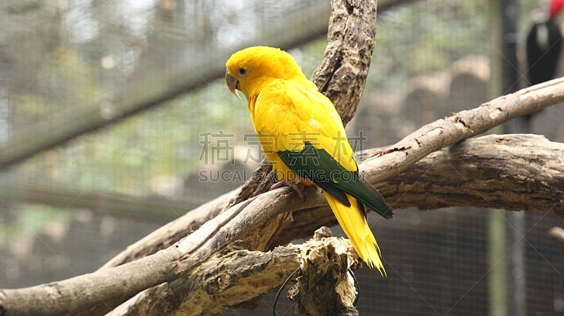 鹦鹉,黄色,枝,可爱的,自然界的状态,野生动物,动物,鸟类,动物习性,动物交配