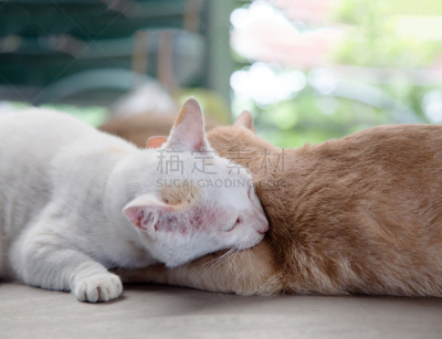 猫,人生大事,爱