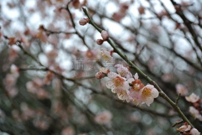 金泽,梅花,国际著名景点,寒冷,清新,彩色背景,景观设计,自然美,梅子,春天
