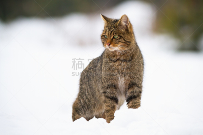 雪,冬天,欧洲野猫,寒冷,野生动物,环境,视力,霜,哺乳纲,动物