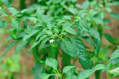菜园,青椒,植物群,农业,蔬菜,清新,自然界的状态,辣椒粉,辣椒,中国