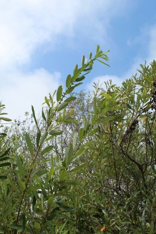 柳树,灵感,环境,环境保护,自然美,夏天,户外,普拉亚德雷,天空,环境损害