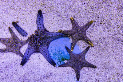 鱼类,淡水鱼,海洋,水族馆,水下,热带气候,自然美,业余爱好,自然,野生动物