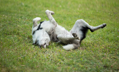 纯种犬,狗,边境牧羊犬,蓝陨石边境牧羊犬,农业,法国,肖像,牧羊犬,哺乳纲,草