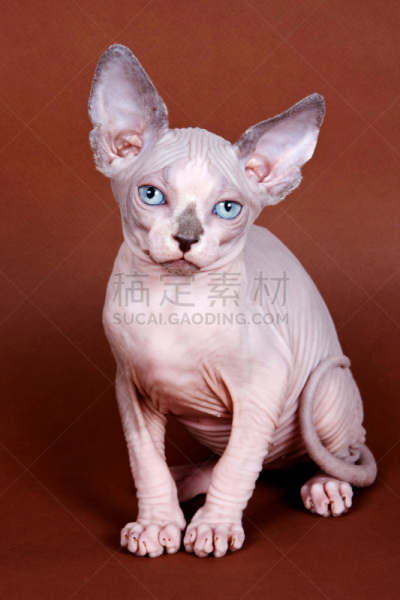 史芬克斯无毛猫,动物无毛的表皮,小猫,褐色背景