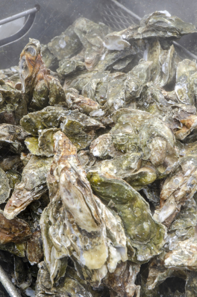 蒸菜,户外,冬天,牡蛎,烤的,上菜,平衡折角灯,开蚝壳,华贵,南卡罗来那