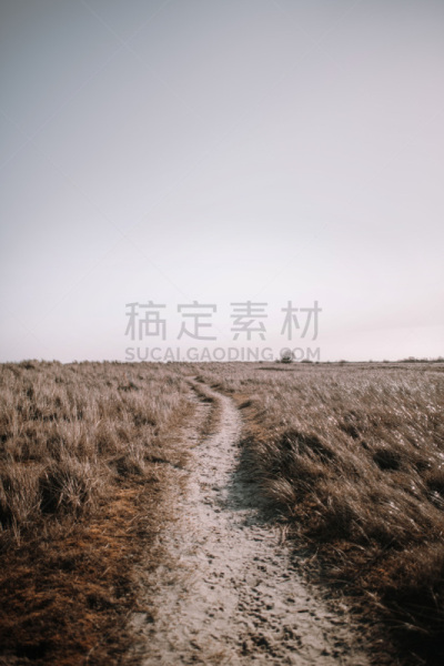 海滩,海洋,威廉港