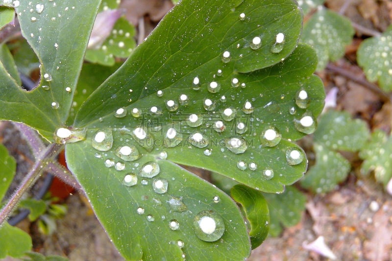 花粉,雨滴,湿,纯净,清新,法国,自然美,植物,雨季,自然