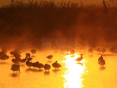 izunuma,宫城县,黎明,旅途,著名自然景观,水面,自然美,宫城县栗原市,鸟类,丘陵鹅
