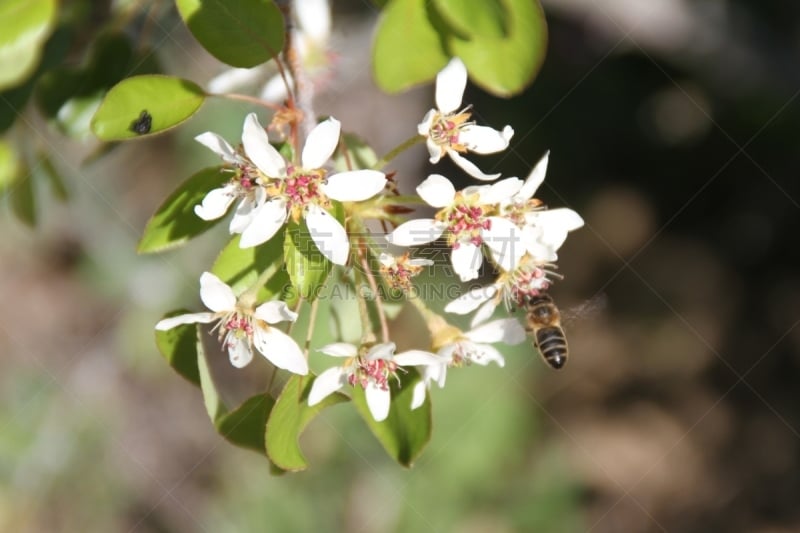 蜜蜂,清新,食品,自然美,蜂蜜,动物,春天,植物,忙碌,户外