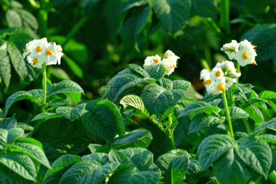 Close-up photo of potato flowers, located at one of the lookouts called Shujitsu-no-Oka (Shujitu Hill), not far from Biei Town. 
The extensive, which make a sharp difference from flat rice fields in the other islands of Japan’s rural landscape, including 