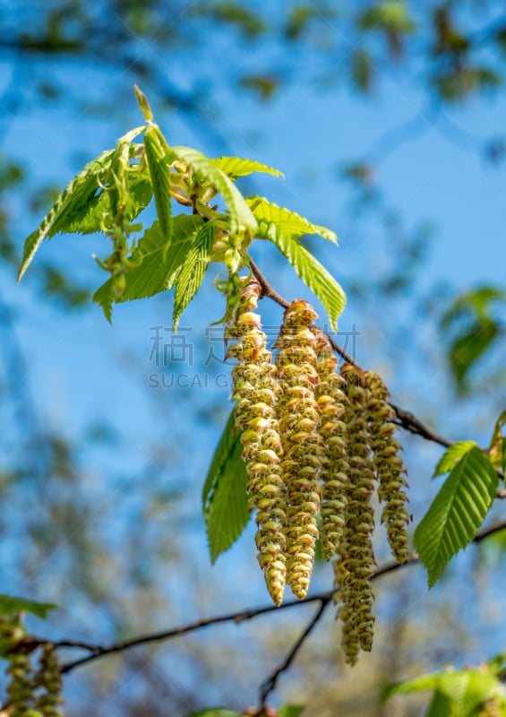 白桦树,春天,背景,健康保健,替代医药,哮喘,垂枝日本早樱,植物,白桦,樱花