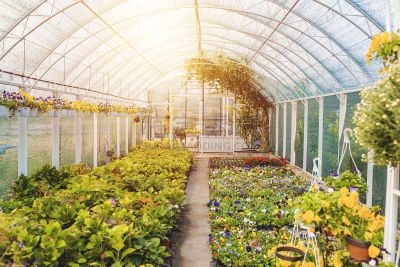 温室,植物苗圃,菜园,植物群