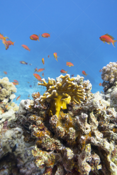 地形,火珊瑚,Anthias Fish,在底端,海洋,黄色,礁石,水下,鱼群,色彩鲜艳