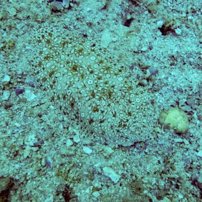动物,水下,生物学,海洋生命,塑胶,热带气候,野生动物,环境,环境保护