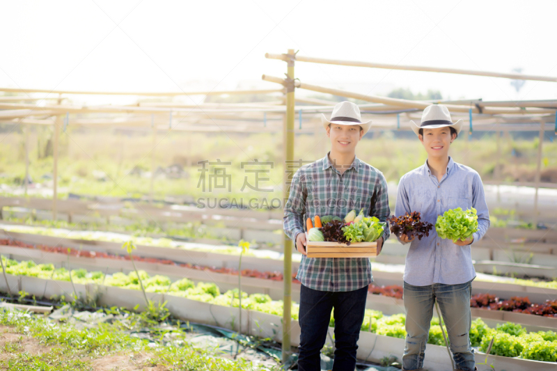 菜园,农业,健康食物,水培法,清新,篮子,商务人士,农场,肖像,收获