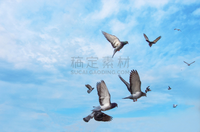 鸽子,天空,纯净,自由,风,野生动物,云,壁纸,翅膀,动物群