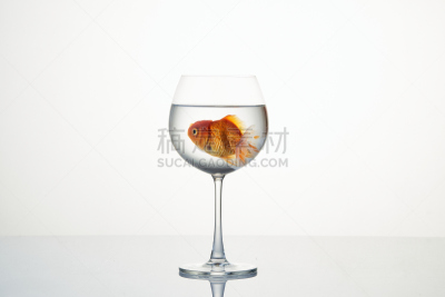 小的,葡萄酒杯,金鱼,水,平滑的,饮料,湿,淡水,背景分离,人工饲养动物