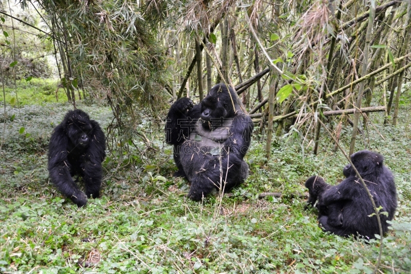 高山大猩猩,parc national des volcans,猴子,濒危物种,动物主题,戴安福西,杂技活动,野生动物,肖像,环境