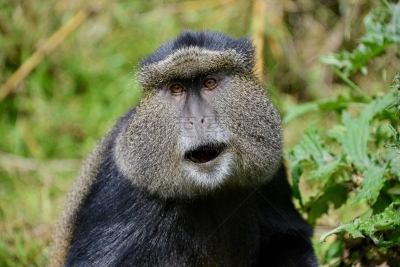 金丝猴,parc national des volcans,猴子,濒危物种,动物主题,戴安福西,杂技活动,野生动物,肖像,环境
