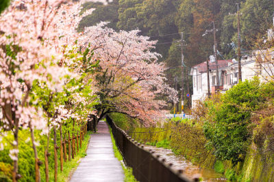 京都市,园林,河流,运河,樱花,天篷,春天,小路,日本,花