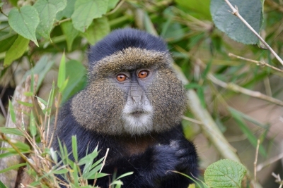 金丝猴,parc national des volcans,猴子,濒危物种,动物主题,戴安福西,杂技活动,野生动物,肖像,环境