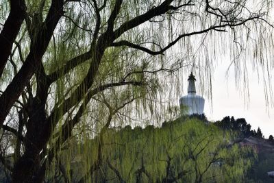 公园,北海市,旅途,荷花,园林,建筑,北海公园,白色