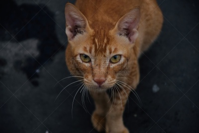 野生动物,野生猫科动物,濒危物种,肖像,狩猎动物,墨西哥,狮子,加拿大,哺乳纲,猫科动物