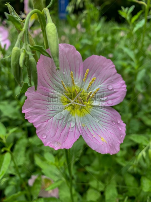 粉色,自然美,花