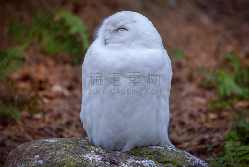 雪枭,野生动物,肖像,雪,翅膀,动物,鸟类,人的眼睛,动物眼睛