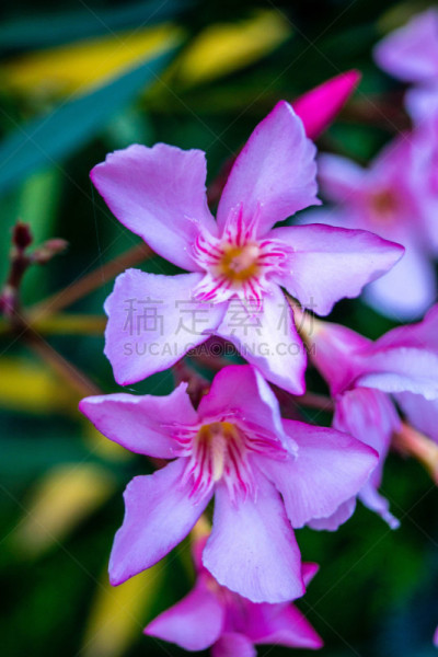 夹竹桃,光亮,品红色,狗,色彩鲜艳,花的组成部分,罗萨莱斯,植物,户外,园艺