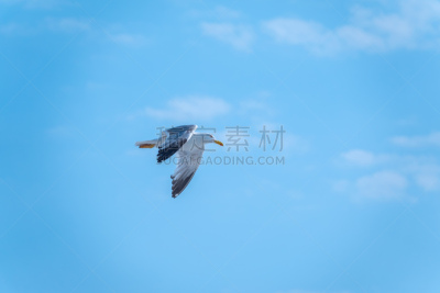 天空,蓝色,海洋,海鸥,纯洁