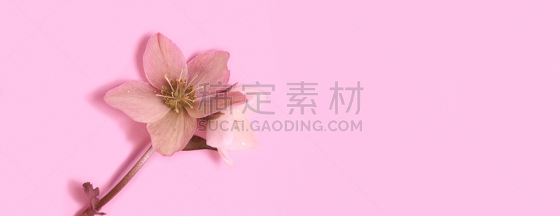 全景,式样,花,留白,菟葵,粉色背景,水平画幅,分离着色,花