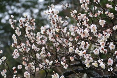 金泽,梅花,国际著名景点,寒冷,清新,彩色背景,景观设计,自然美,梅子,春天