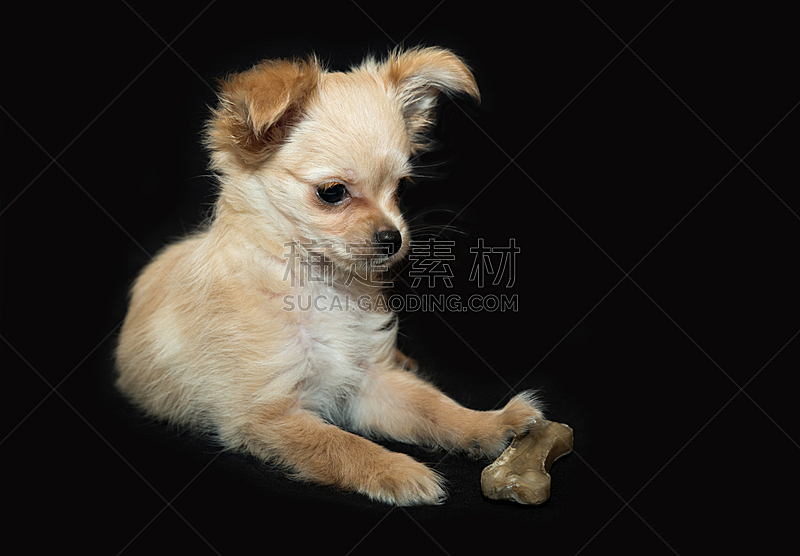 小狗 米色 黑色背景 可爱的 动物主题 纯种犬 梗犬 背景分离 肖像 玩具图片素材下载 稿定素材