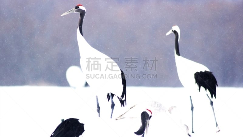 丹顶鹤,沼泽,雪,生物,动物,鸟类,动物习性,舞蹈,动物交配,户外