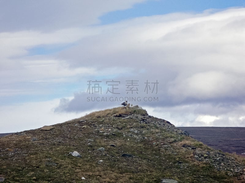 鸟类,燕鸥,亚马尔半岛,北,在上面,丘陵地带,人的眼睛,田园风光,户外,蓝色