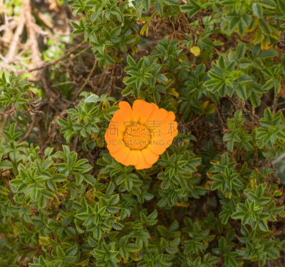 橙色,小的,花