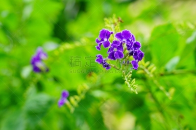 露水,金色,草坪,泰国,枝繁叶茂,草,园林,石竹目,户外,园艺
