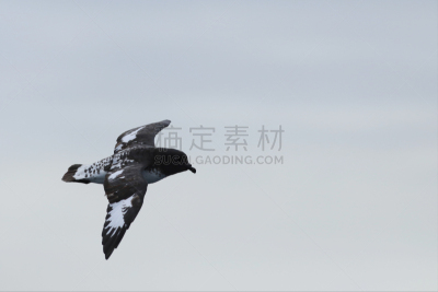 岬海燕,地形,户外,气候,新生活,全球通讯,环境,全球商务,野外动物,图像
